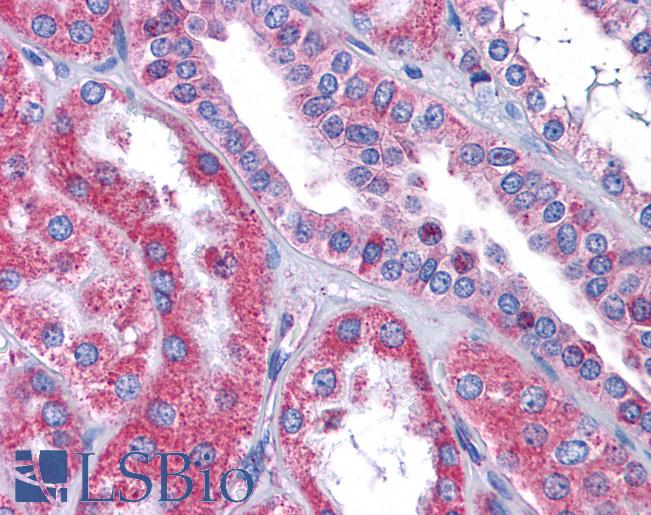 Anti-GALNT10 antibody IHC of human kidney. Immunohistochemistry of formalin-fixed, paraffin-embedded tissue after heat-induced antigen retrieval. Antibody LS-B5016 concentration 5 ug/ml.