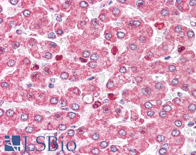 Anti-COMT antibody LS-A8834 IHC of human liver. Immunohistochemistry of formalin-fixed, paraffin-embedded tissue after heat-induced antigen retrieval.