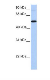 Hela cell lysate. Antibody concentration: 1.0 ug/ml. Gel concentration: 12%.