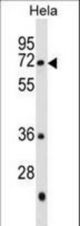 GALNT13 Antibody western blot of HeLa cell line lysates (35 ug/lane). The GALNT13 antibody detected the GALNT13 protein (arrow).