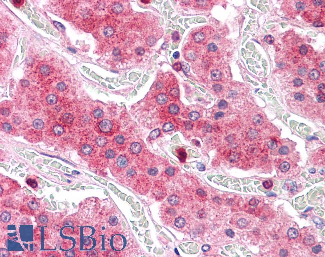 Anti-COMT antibody LS-A8834 IHC of human adrenal. Immunohistochemistry of formalin-fixed, paraffin-embedded tissue after heat-induced antigen retrieval.