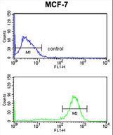 CHPF Antibody flow cytometry of MCF-7 cells (bottom histogram) compared to a negative control cell (top histogram). FITC-conjugated goat-anti-rabbit secondary antibodies were used for the analysis.