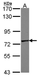 Sample (30 ug of whole cell lysate). A: A431 . 7.5% SDS PAGE. GALNT7 antibody diluted at 1:10000.