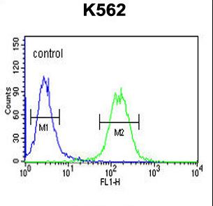 GALR1 Antibody flow cytometry of K562 cells (right histogram) compared to a negative control cell (left histogram). FITC-conjugated goat-anti-rabbit secondary antibodies were used for the analysis.
