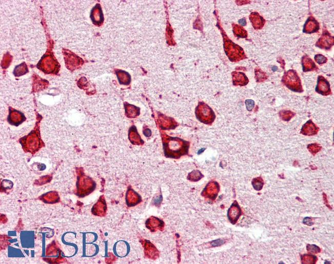 Anti-GALR1 / Galanin Receptor 1 antibody IHC staining of human brain, cortex. Immunohistochemistry of formalin-fixed, paraffin-embedded tissue after heat-induced antigen retrieval.