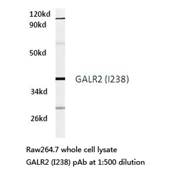 Western blot of GALR2 (I238) pAb in extracts from RAW264.7 cells.