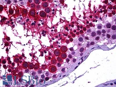 Anti-GALR3 antibody IHC of human testis. Immunohistochemistry of formalin-fixed, paraffin-embedded tissue after heat-induced antigen retrieval. Antibody LS-B5913 concentration 3.75 ug/ml.