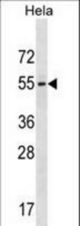 GALR3 Antibody western blot of HeLa cell line lysates (35 ug/lane). The GALR3 antibody detected the GALR3 protein (arrow).