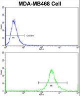 Flow cytometric of MDA-MB468 cells using GALT Antibody (bottom histogram) compared to a negative control cell (top histogram)FITC-conjugated goat-anti-rabbit secondary antibodies were used for the analysis.
