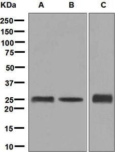 Western blot analysis on (A) HepG2, (B) SH-SY5Y, and (C) fetal liver lysates using anti-GAMT antibody.