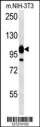 GANAB Antibody (N-term) Western blot of mouse NIH-3T3 cell line lysates (15 ug/lane). This demonstrates the GANAB antibody detected the GANAB protein (arrow).