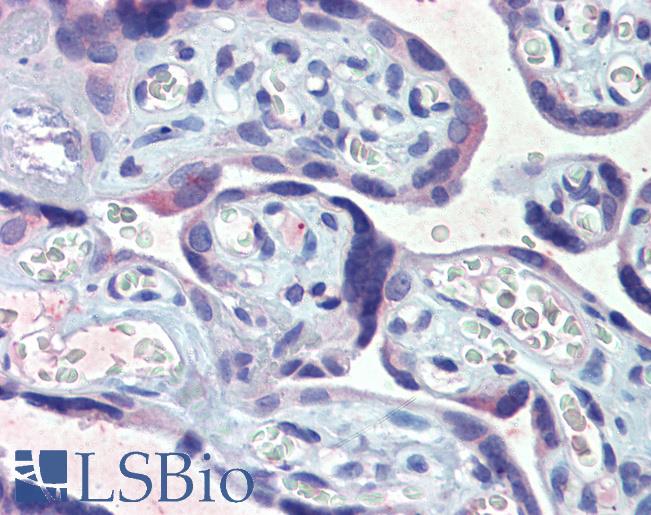 Anti-GANAB antibody IHC of human placenta. Immunohistochemistry of formalin-fixed, paraffin-embedded tissue after heat-induced antigen retrieval. Antibody LS-B3758 dilution 1:100.