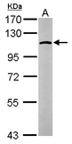 Sample (50 ug of whole cell lysate). A: Mouse brain. 7.5% SDS PAGE. GANAB / Alpha Glucosidase II antibody diluted at 1:1000.