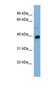 GAPDH antibody LS-C108027 Western blot of NCI-H226 cell lysate.