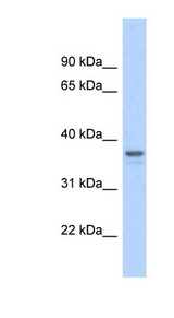 GAPDH antibody LS-C108028 Western blot of Fetal Heart lysate.