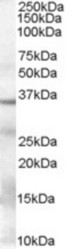 (0.1 ug/ml) staining of Human Tonsil Lysate (35 ug protein in RIPA buffer). Primary incubation was 1 hour. Detected by chemiluminescence.
