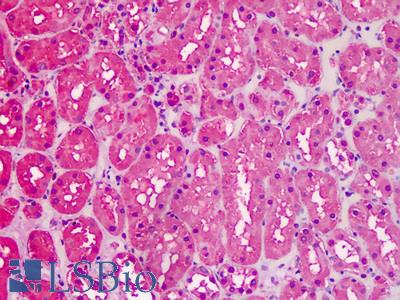 Anti-GAPDH antibody IHC staining of human kidney. Immunohistochemistry of formalin-fixed, paraffin-embedded tissue after heat-induced antigen retrieval.