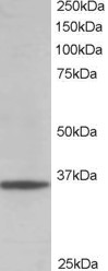 Staining (0.01 ug/ml) of 293 lysate (RIPA buffer, 35 ug total protein per lane). Primary incubated for 1 hour. Detected using chemiluminescence.