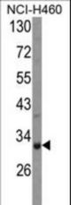 Western blot of COMTD1 Antibody in NCI-H460 cell line lysates (35 ug/lane). COMTD1 (arrow) was detected using the purified antibody.