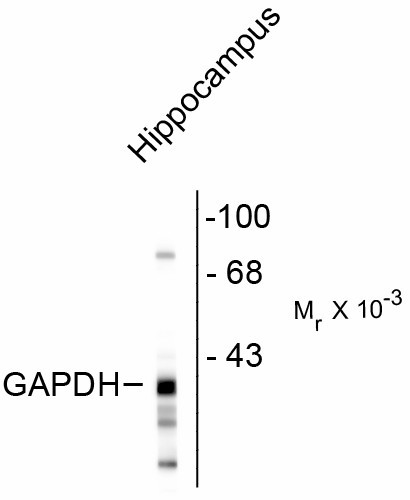 Western Blot of GAPDHS antibody. Western blot of rat hippocampal lysate showing the immunolabeling of ~38k GAPDH protein