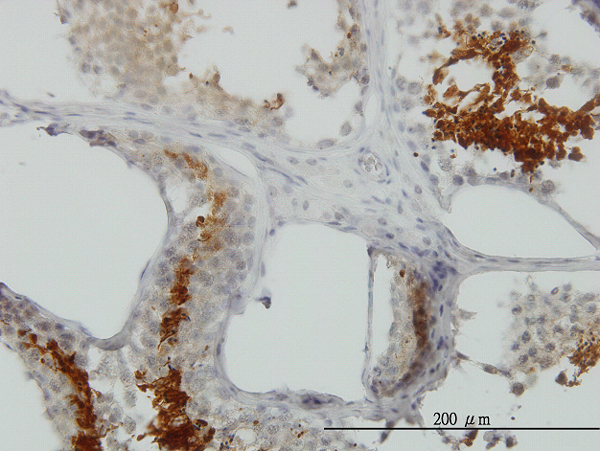 Immunoperoxidase of monoclonal antibody to GAPDHS on formalin-fixed paraffin-embedded human testis (antibody concentration 1.5 ug/ml).