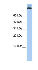 COPA antibody LS-C111343 Western blot of 721_B cell lysate.