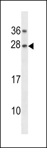 GAR1 Antibody western blot of K562 cell line lysates (35 ug/lane). The GAR1 antibody detected the GAR1 protein (arrow).
