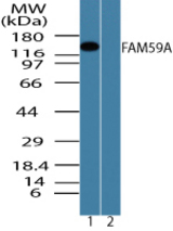 Western blot of FAM59A in HCT-116 cell lysate in the 1) absence and 2) presence of immunizing peptide using LS-B7951 at 0.5 ug/ml.