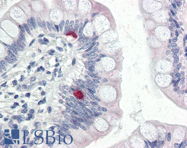 Anti-COPA antibody IHC of human small intestine. Immunohistochemistry of formalin-fixed, paraffin-embedded tissue after heat-induced antigen retrieval. Antibody LS-B2566 concentration 5 ug/ml.