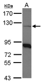 Sample (30 ug of whole cell lysate). A: Raji. 7.5% SDS PAGE. COPB1 antibody diluted at 1:1000.