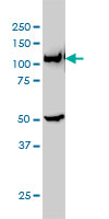 GART monoclonal antibody clone 4D6-1D5 Western blot of GART expression in HeLa NE.