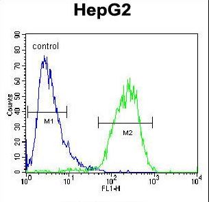 CHPT1 Antibody flow cytometry of HepG2 cells (right histogram) compared to a negative control cell (left histogram). FITC-conjugated goat-anti-rabbit secondary antibodies were used for the analysis.