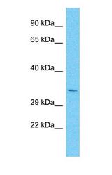 Western blot of GAS1 Antibody with human HeLa Whole Cell lysate.