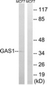 Western blot of extracts from MCF-7 cells, using GAS1 Antibody. The lane on the right is treated with the synthesized peptide.