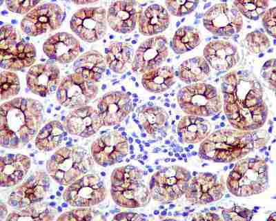 IHC of paraffin-embedded human stomach tissue using anti-Gas-2 antibody.