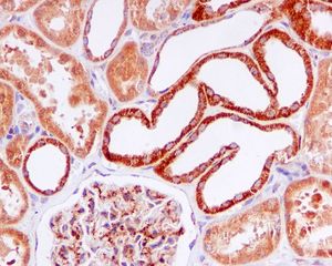IHC of paraffin-embedded human kidney tissue using anti-GAS2 antibody.