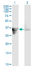 Western Blot analysis of GAS2 expression in transfected 293T cell line by GAS2 monoclonal antibody (M01), clone 4E11.Lane 1: GAS2 transfected lysate(34.9 KDa).Lane 2: Non-transfected lysate.