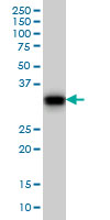 GAS2 monoclonal antibody (M01), clone 4E11 Western Blot analysis of GAS2 expression in NIH/3T3.