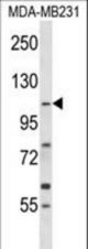 COPB1 Antibody western blot of MDA-MB231 cell line lysates (35 ug/lane). The COPB1 antibody detected the COPB1 protein (arrow).