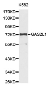 Western blot of extracts of K562 cell lines, using GAS2L1 antibody.