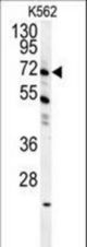 GAS2L1 Antibody western blot of K562 cell line lysates (35 ug/lane). The GAS2L1 antibody detected the GAS2L1 protein (arrow).