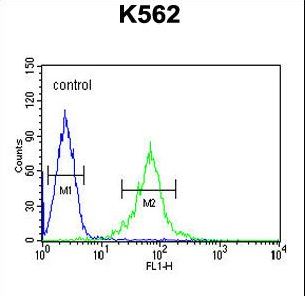 GAS2L1 Antibody flow cytometry of K562 cells (right histogram) compared to a negative control cell (left histogram). FITC-conjugated goat-anti-rabbit secondary antibodies were used for the analysis.