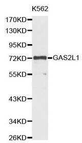 Western blot analysis of extracts of K562 cell lines, using GAS2L1 antibody.