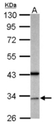 Sample (50 ug of whole cell lysate). A: mouse brain. 10% SDS PAGE. GAS2L1 antibody diluted at 1:500.