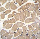 GAS2L2 Antibody immunohistochemistry of formalin-fixed and paraffin-embedded human skeletal muscle followed by peroxidase-conjugated secondary antibody and DAB staining.