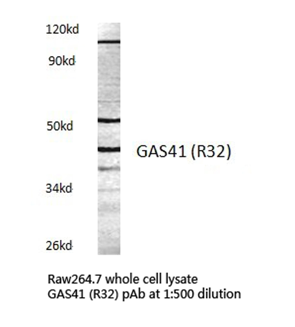 Western blot of GAS41 (R32) pAb in extracts from raw264.7 cells.
