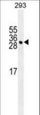 YEATS4 antibody western blot of 293 cell line lysates (35 ug/lane). The YEATS4 antibody detected the YEATS4 protein (arrow).