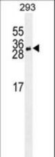 YEATS4 antibody western blot of 293 cell line lysates (35 ug/lane). The YEATS4 antibody detected the YEATS4 protein (arrow).
