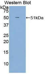 Western blot of recombinant GAS6.