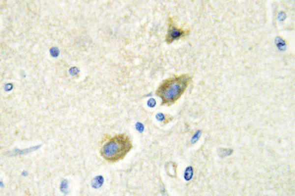 IHC of Gas6 (G309) pAb in paraffin-embedded human brain tissue.